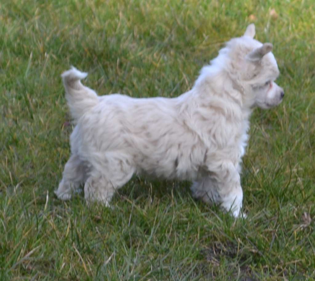 Crazy Little Diamond Peppino