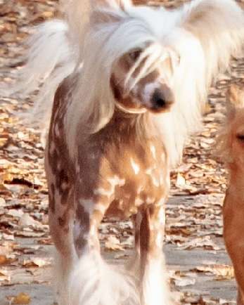 Fantastique Belle De La Foret Nyar