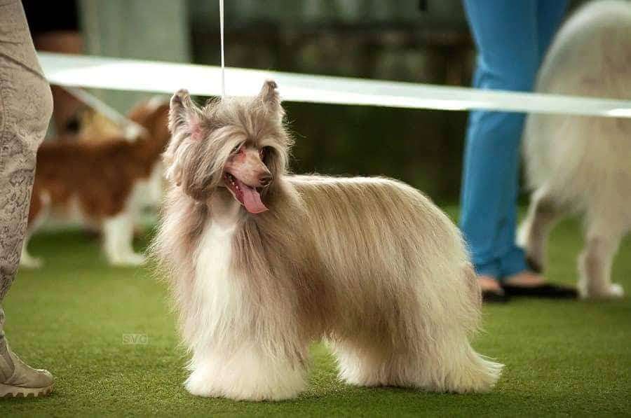 Little Dog Of Dream Magic Cloud