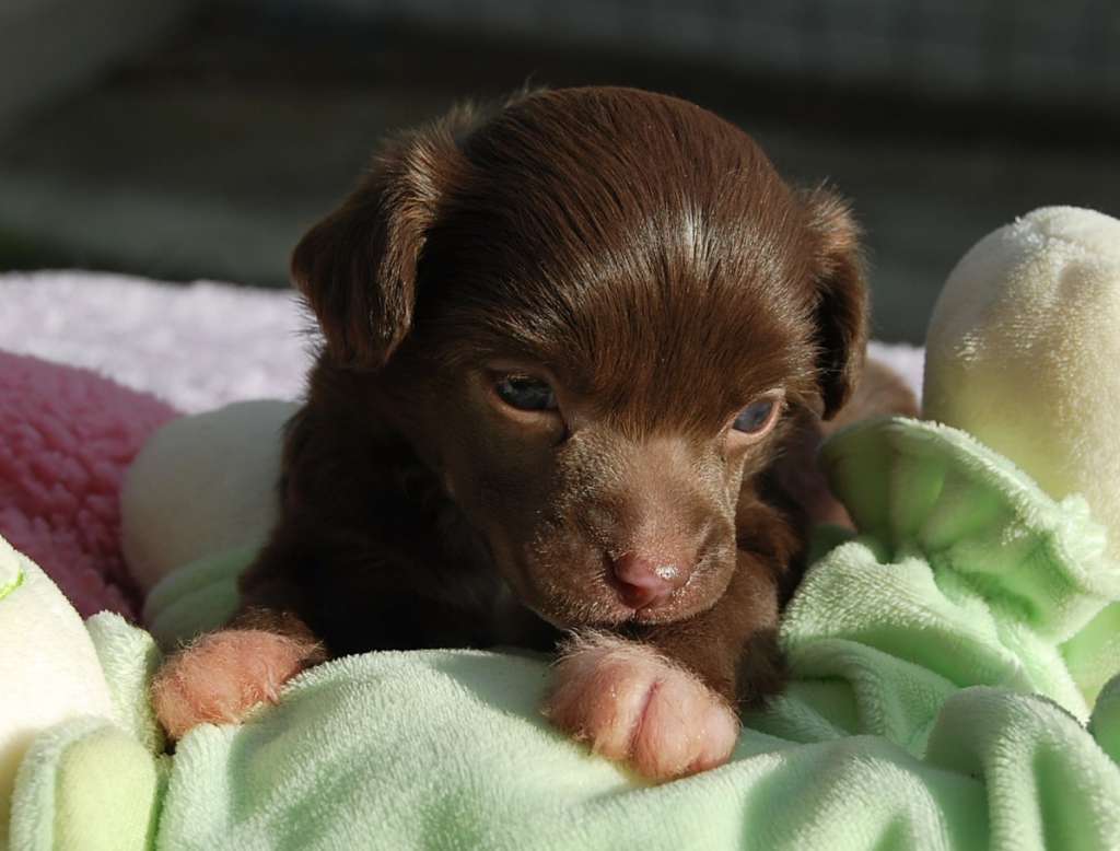 Little Dog Of Dream Magic Star