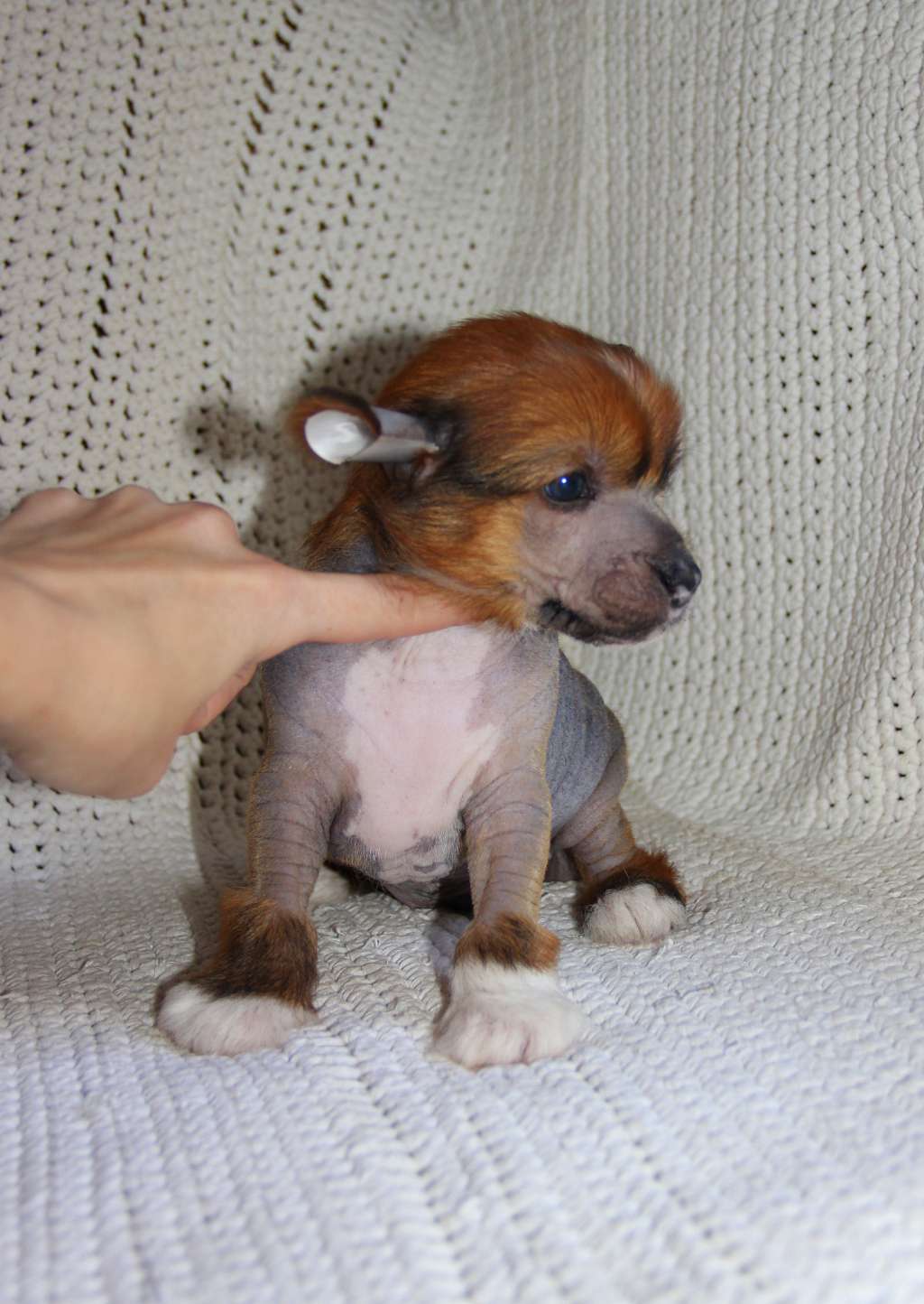 Moonlight Fantazy Va-Bank