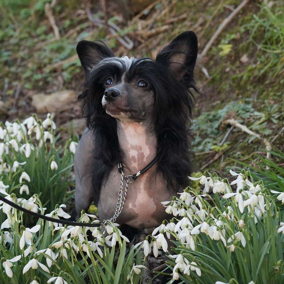 Talltales Coco Chanel