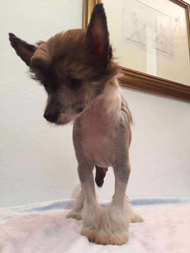 Bentor De Tierra De Magec