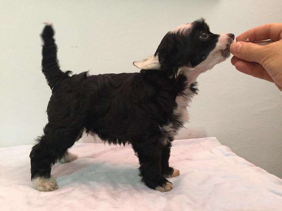 Besai De Tiera De Magec