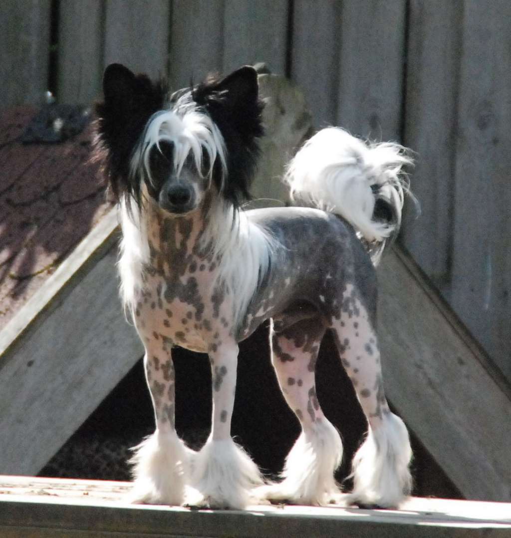 Kind Regards of Roxy's Pride