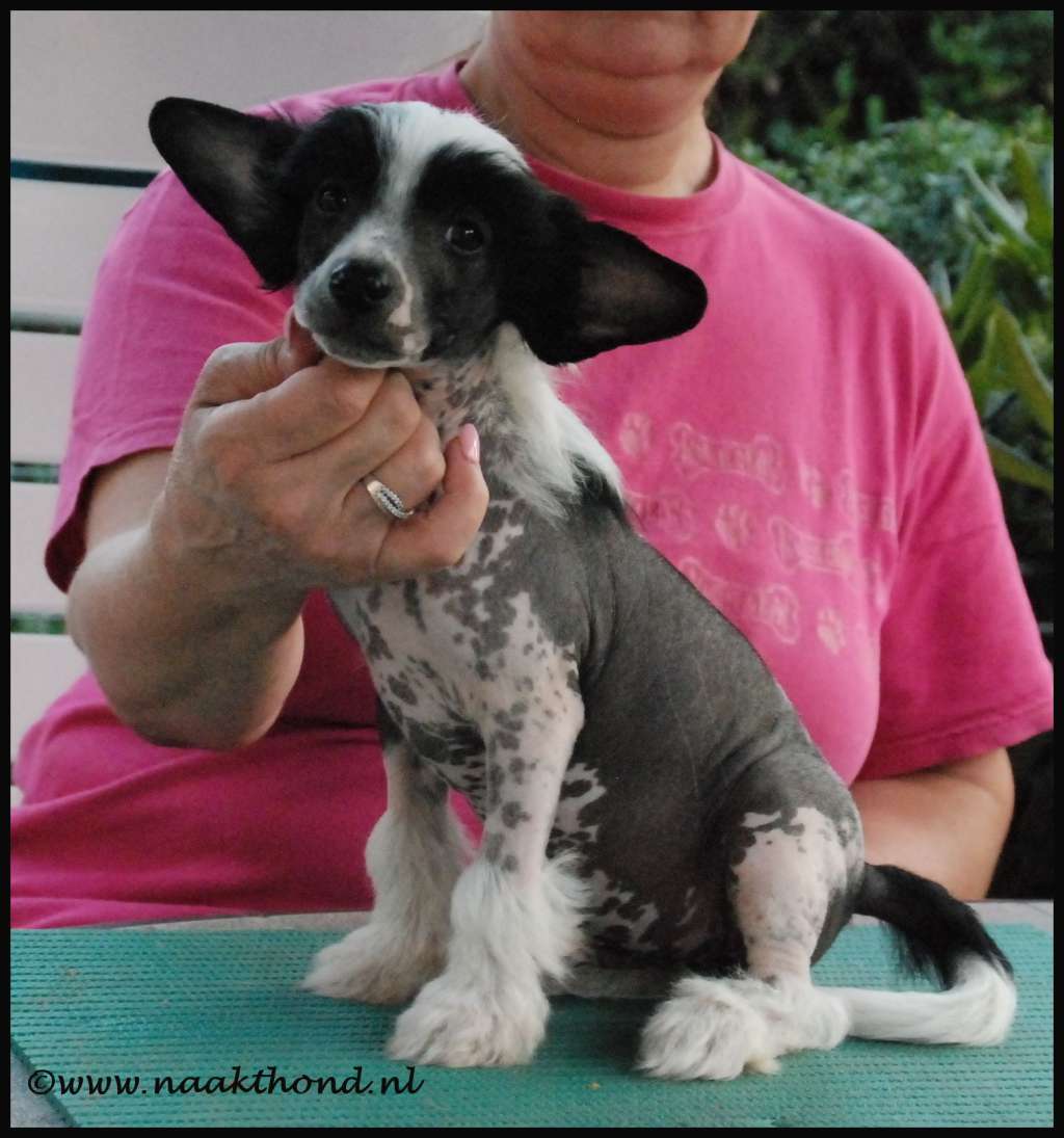 Kicking Asses of Roxy's Pride