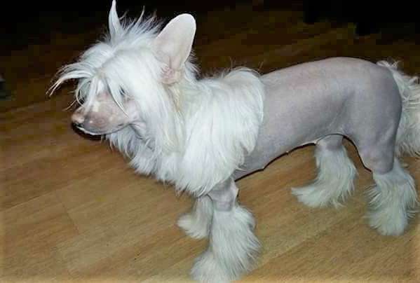 Ariadna Summer Cherry