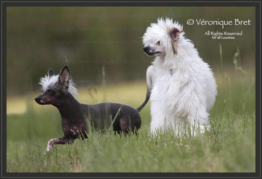 Pu Yi's Dynasty Lowell Timothy