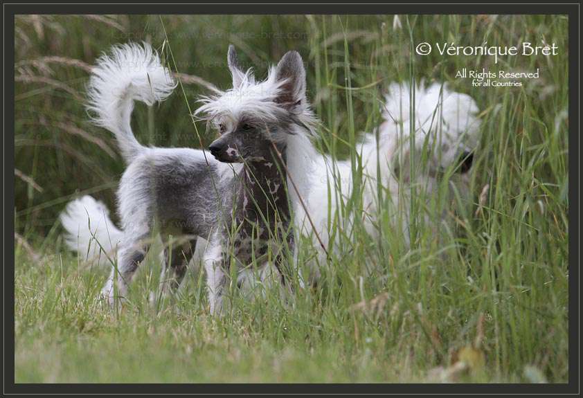 Pu Yi's Dynasty Leonor Fay