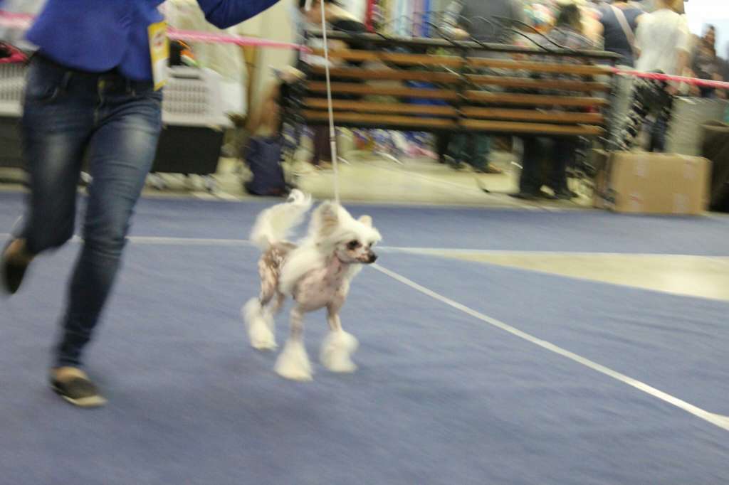 Sky Miracle Tsirtseya Kovarnaya Volshebnitsa