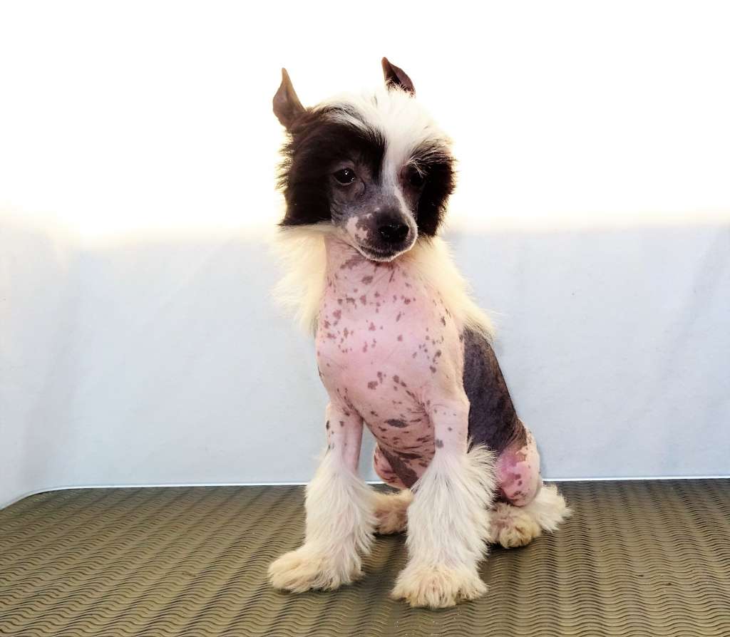 Fabio Punked Benjamin