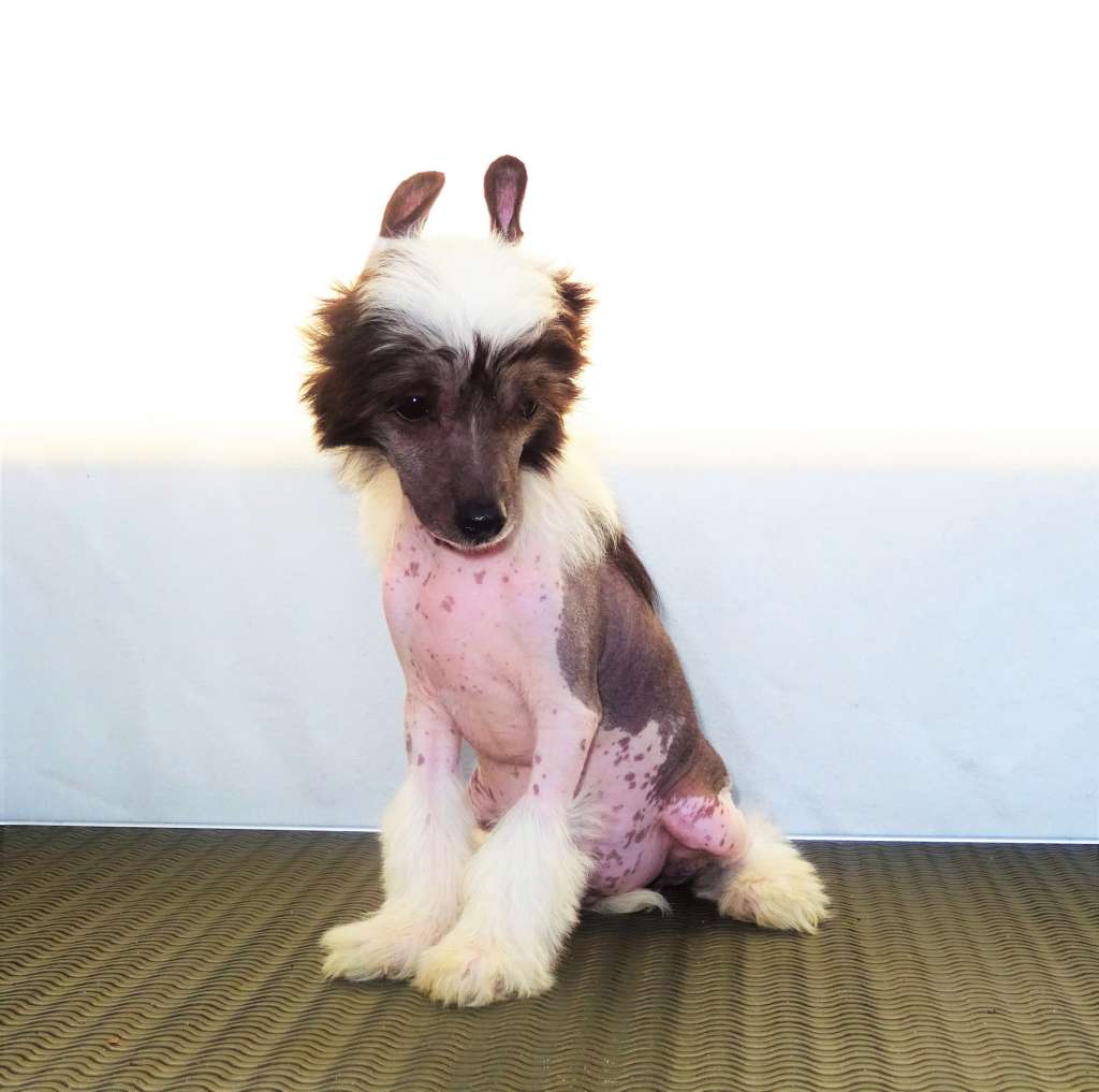 Filou Punked Benjamin