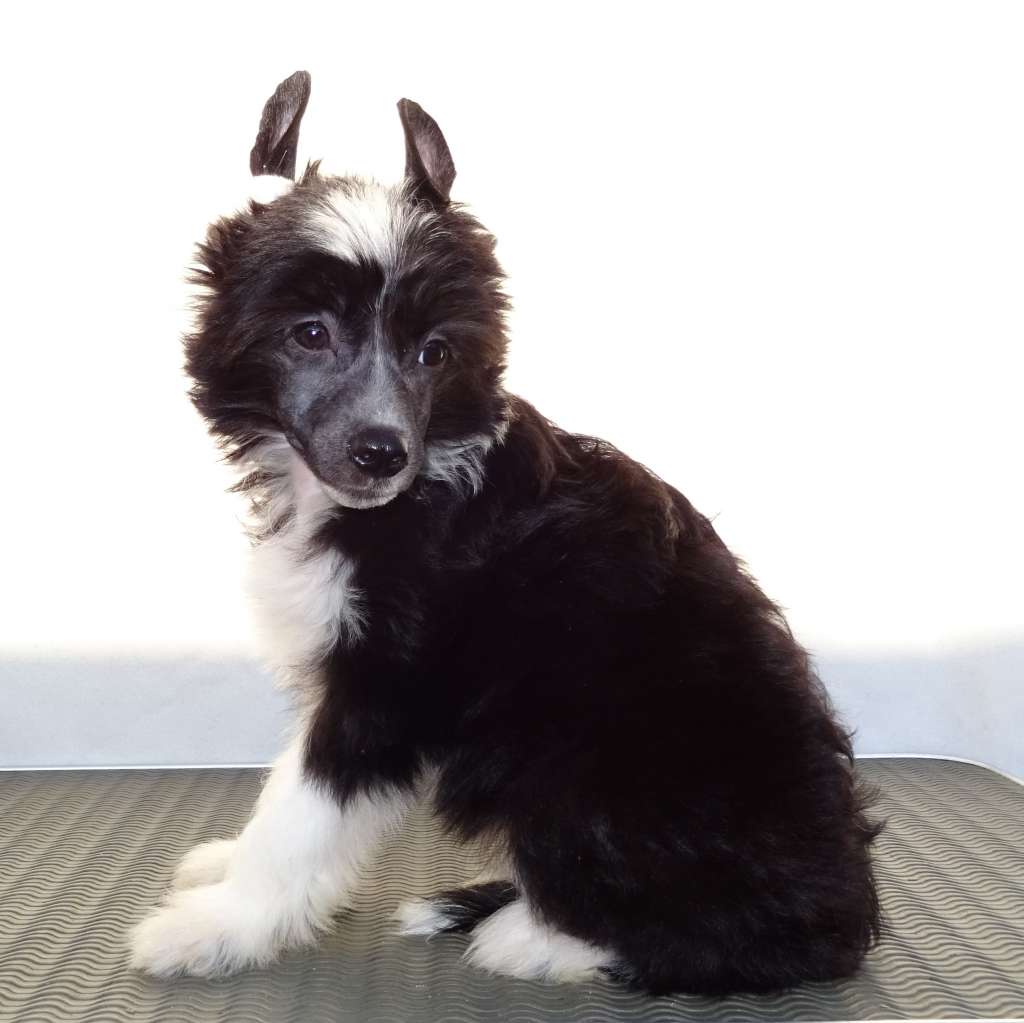 Florian Punked Benjamin