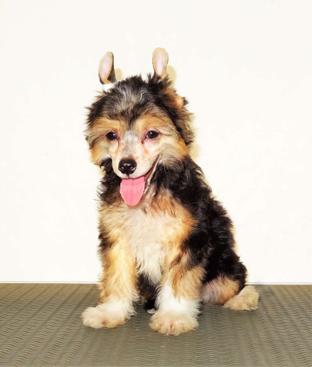 Fuego Punked Benjamin