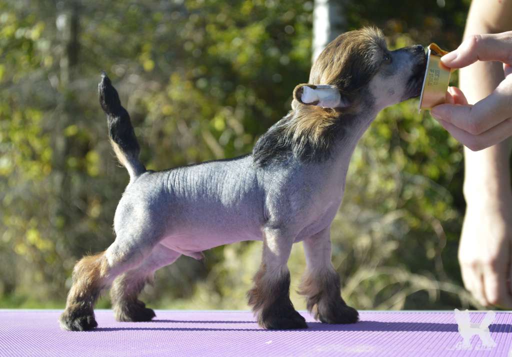 Girls Girls Boggie Woggie