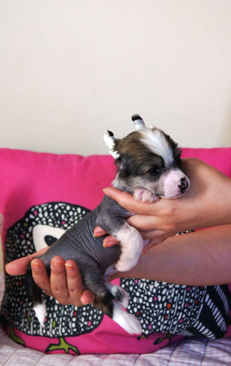 Sky Miracle Skoda Super