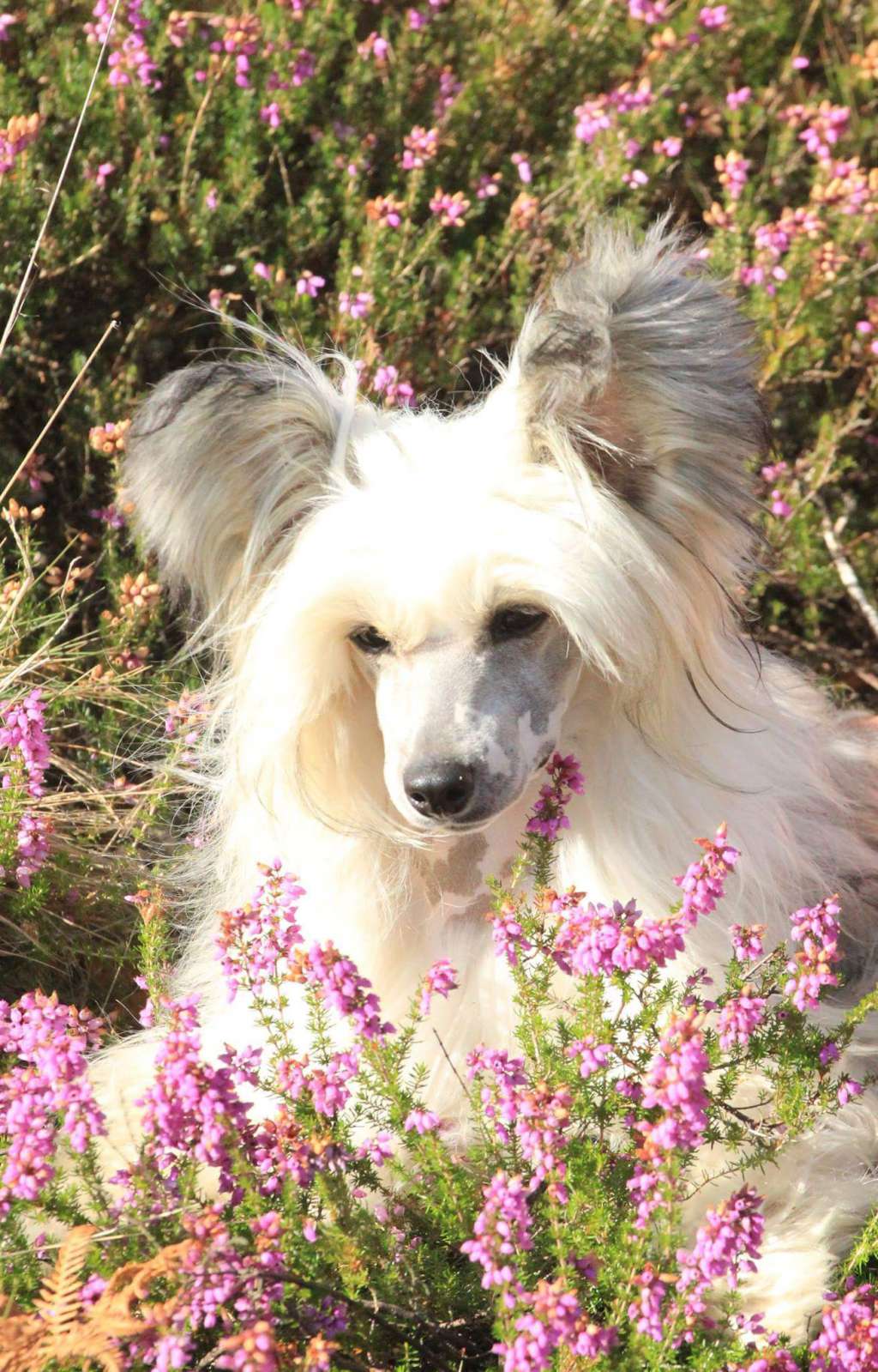 Happy Dancing Cupido Dancer