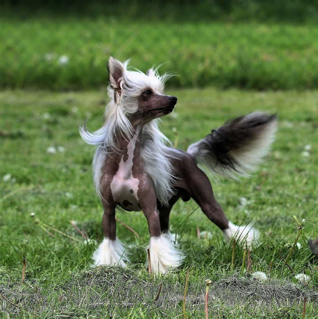 Escudo Made Of Frabies Beauties