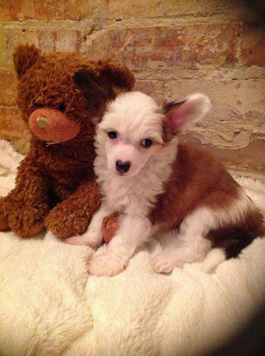 Chien Feerique's I'm Not Comparable