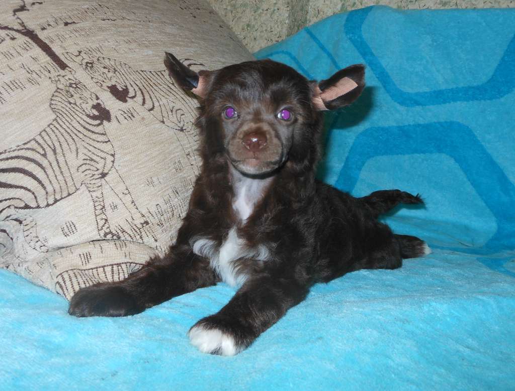 Charuyuschiy Soblazn Zhorden