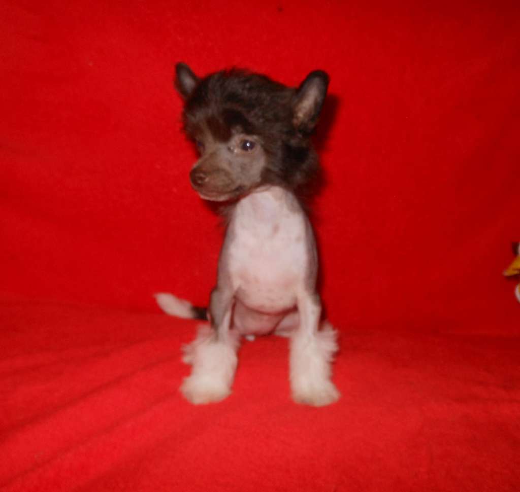 Charuyuschiy Soblazn Zholi