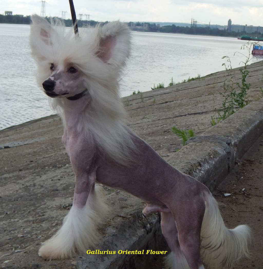 Gallurius Oriental Flower