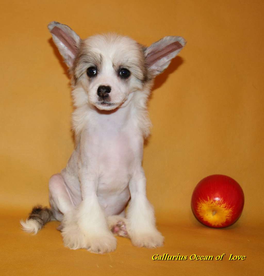 Gallurius Ocean of  Love