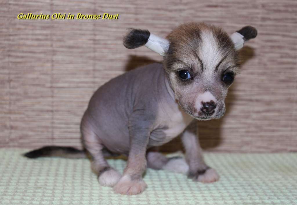 Gallurius Olsi in Bronze Dust