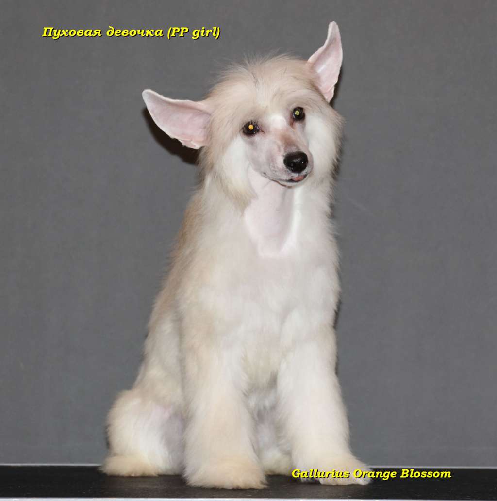 Gallurius Orange Blossom