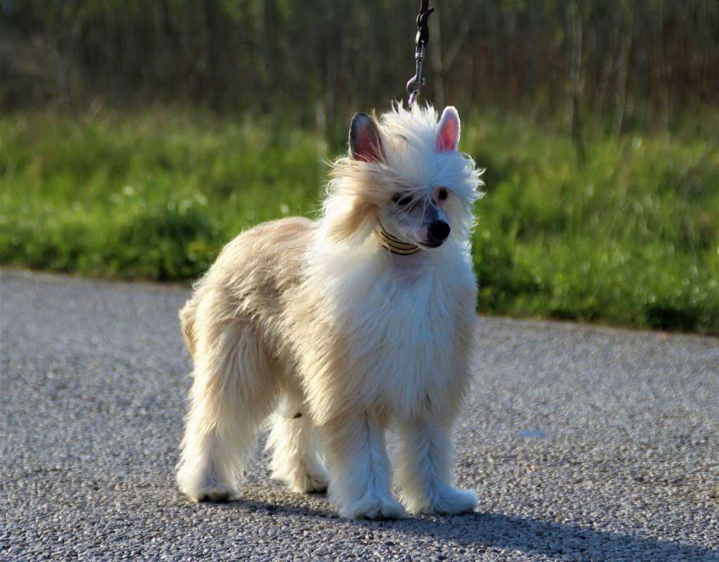 Chien Feerique's Make My Day