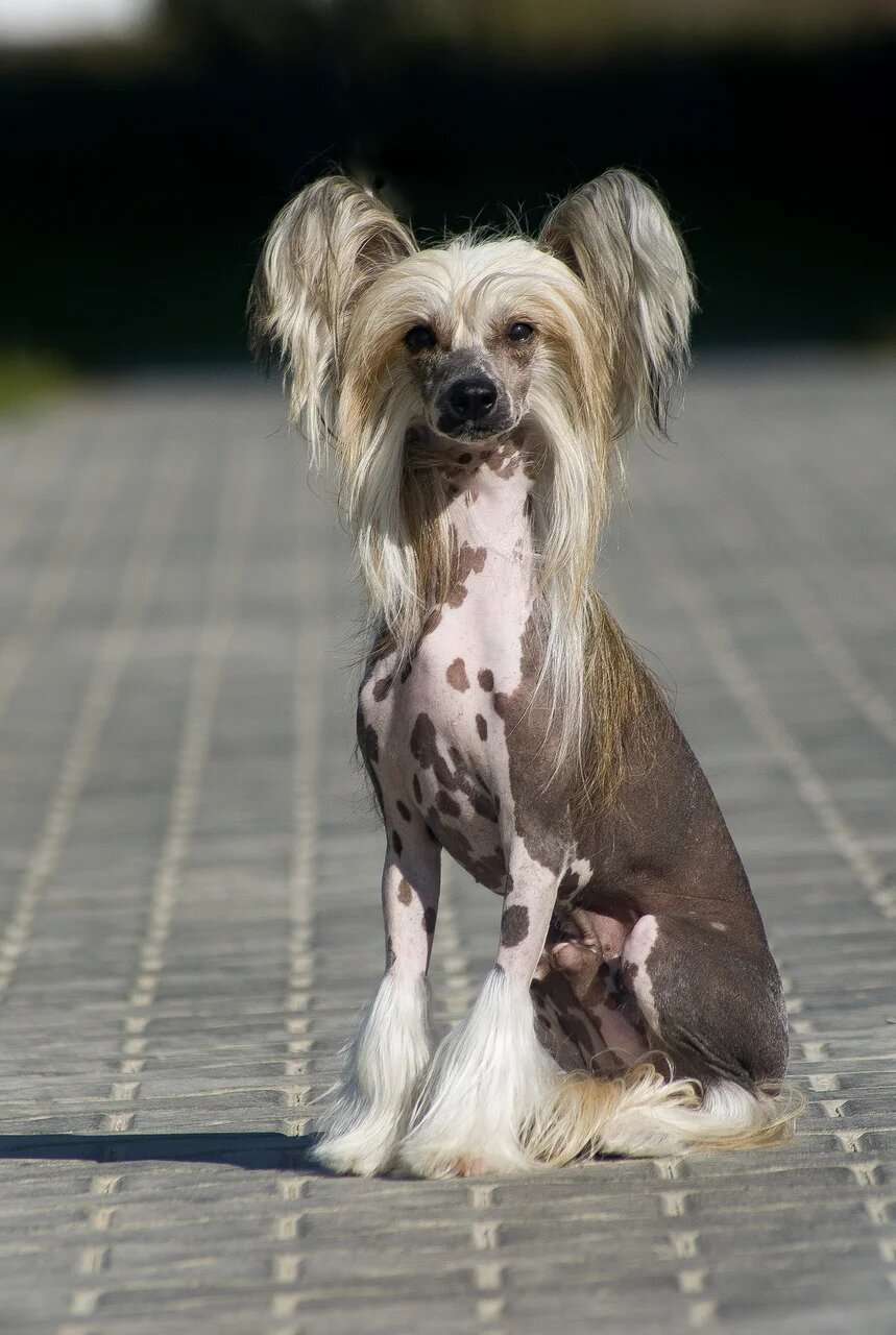 Fiery Fame Magic Sun