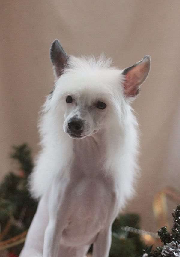 Fiery Fame Muse My Love