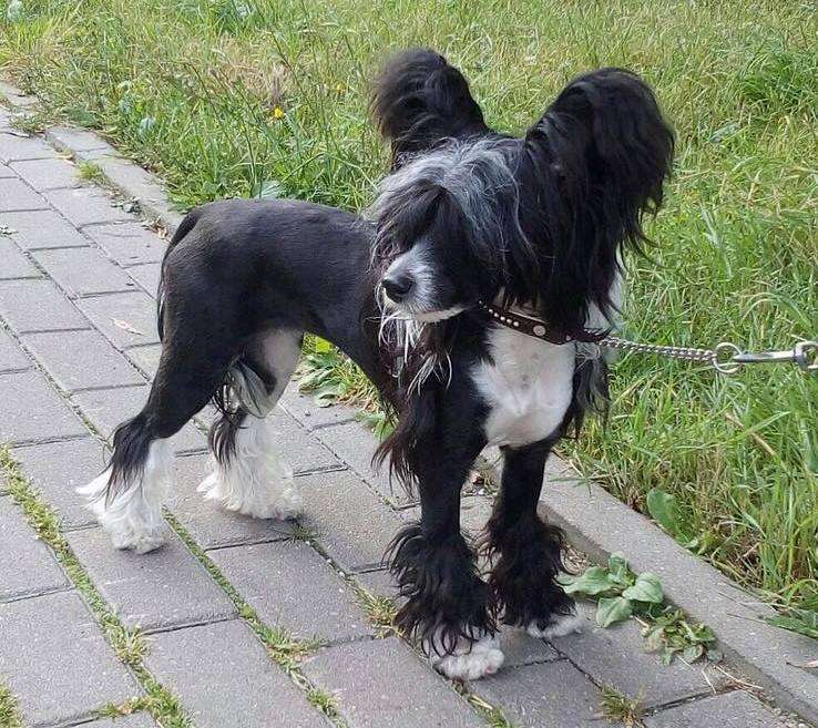 Sofiris Show Escape To Glory