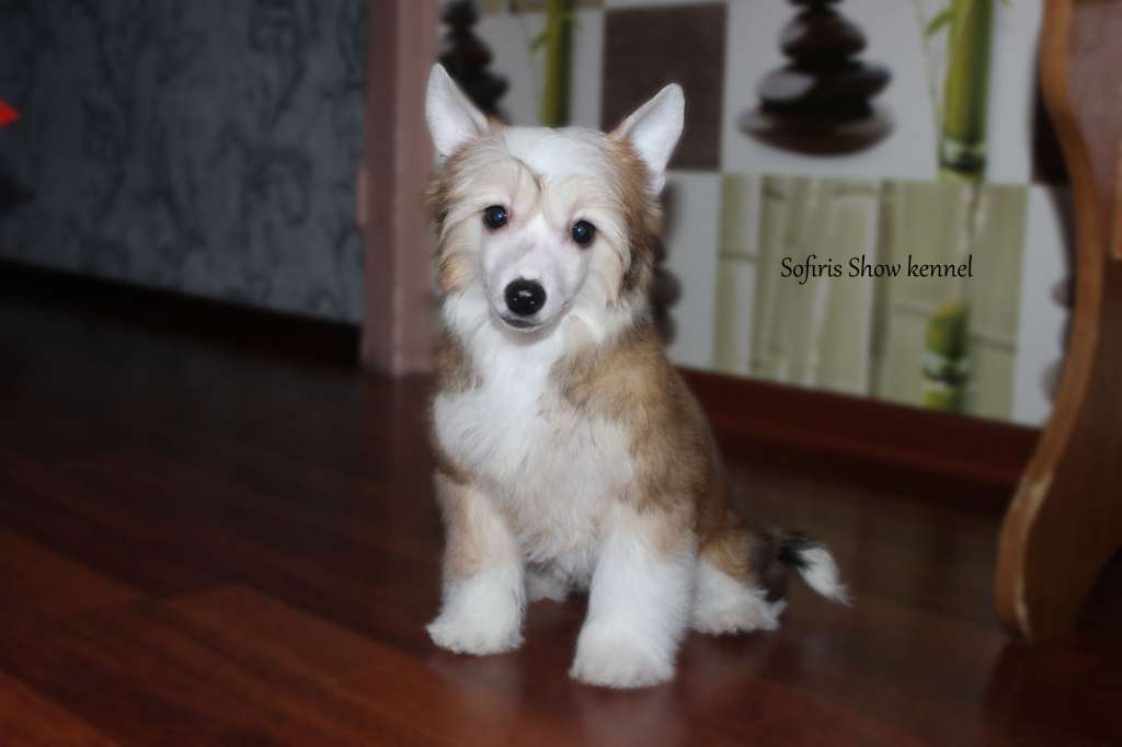 Sofiris Show Empire of Passion