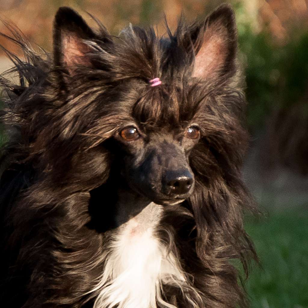 Fred Cullen El Tiola