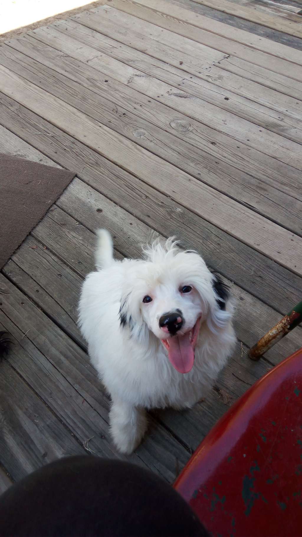 Sterling-Karma All Triumph