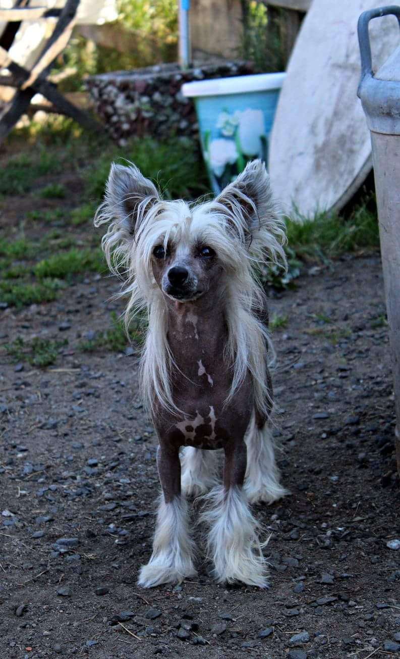 Poulot's Miss Milk N' Honey