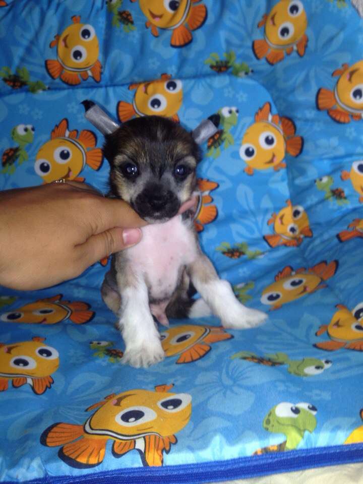 Ognenny Lotos Ceilonskii Sapfir