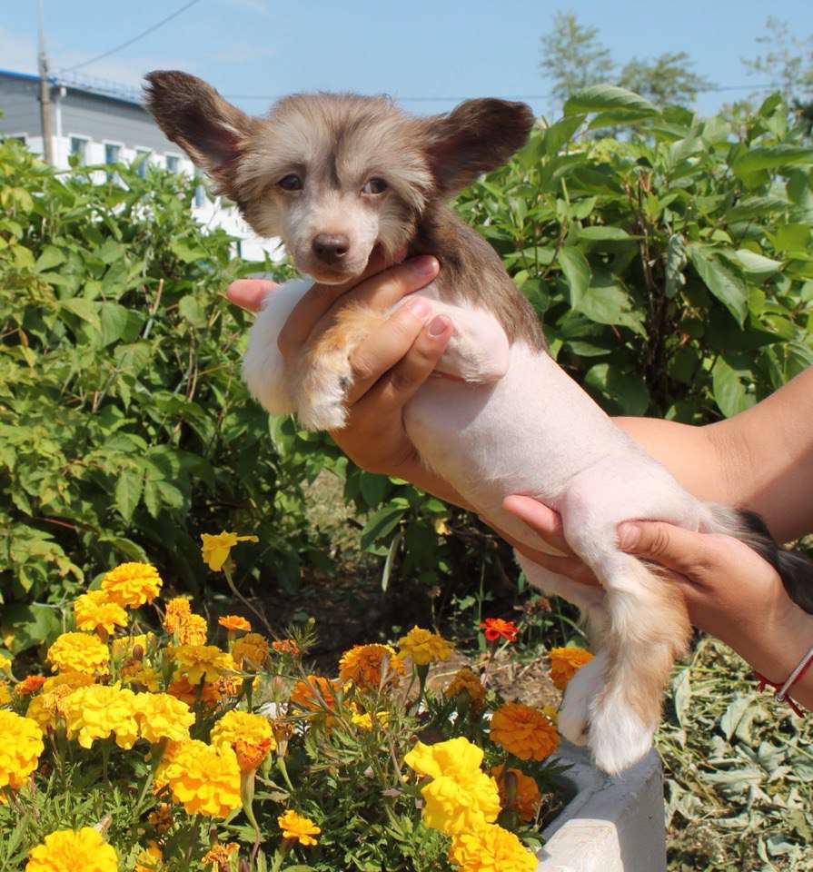 Ognenny Lotos Cykini