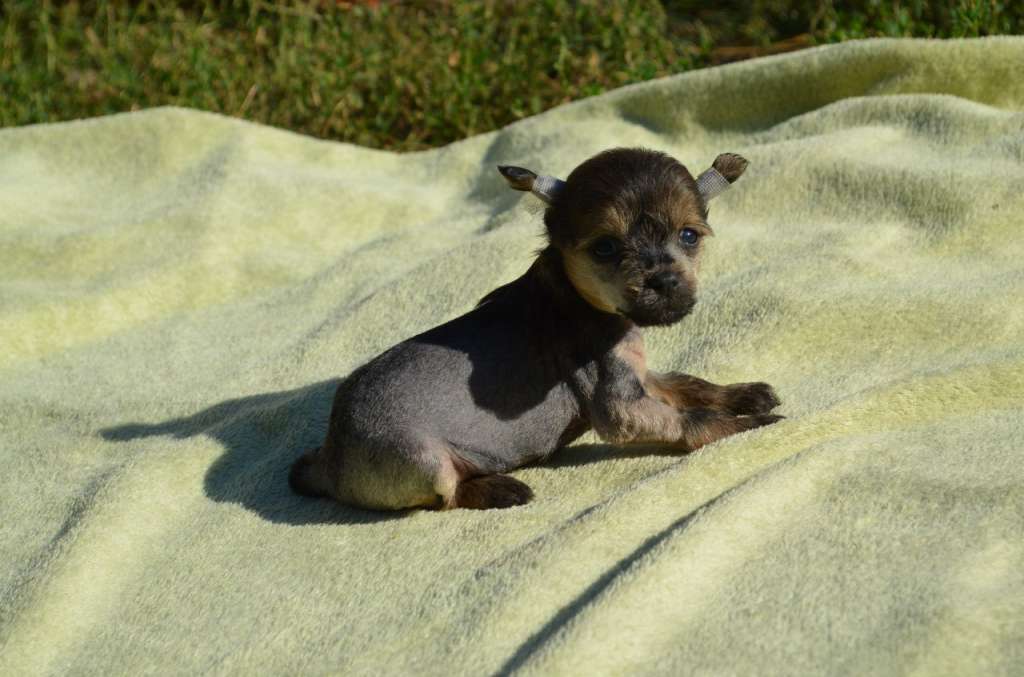 Ognenny Lotos Chakki