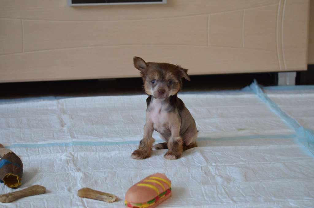 Ognenny Lotos Chandler