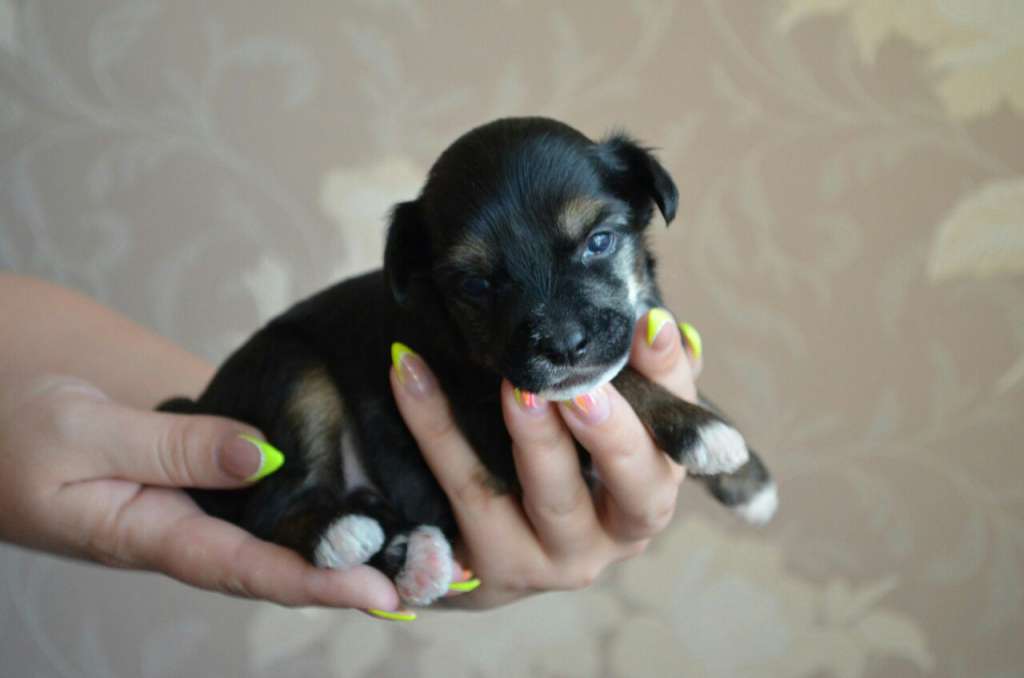 Ognenny Lotos Shaman