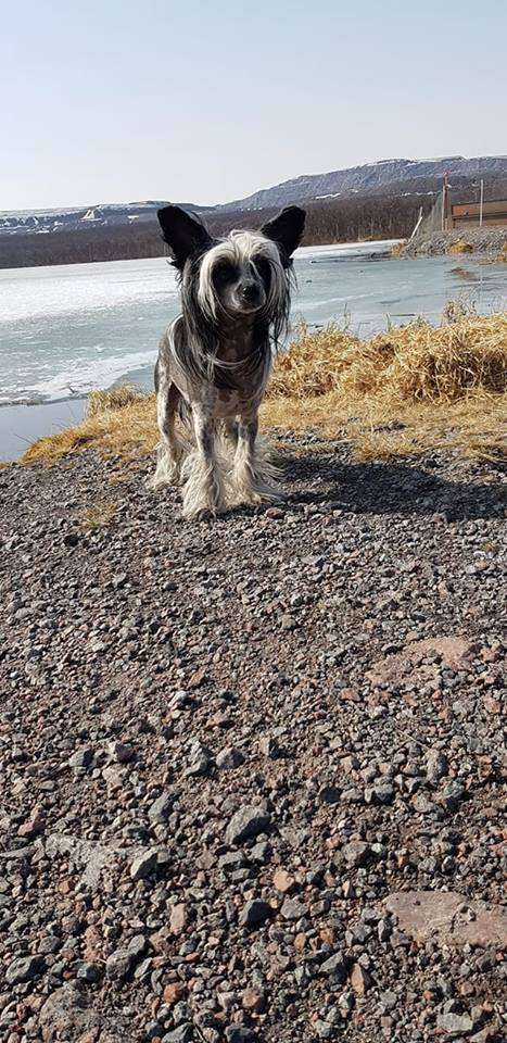 Beyesa's Saphire Blou