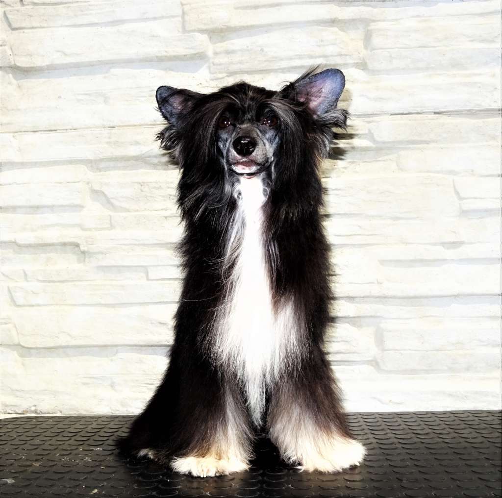 Charmell Diamond of the Night