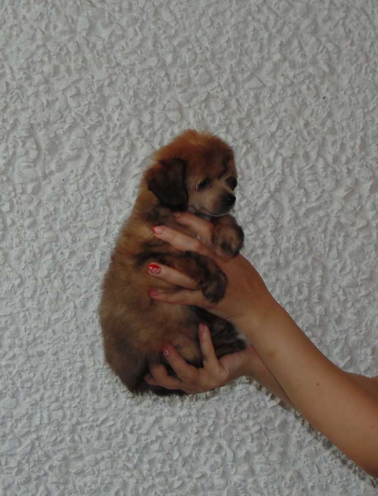 Karnelius Marquise de Pompadour