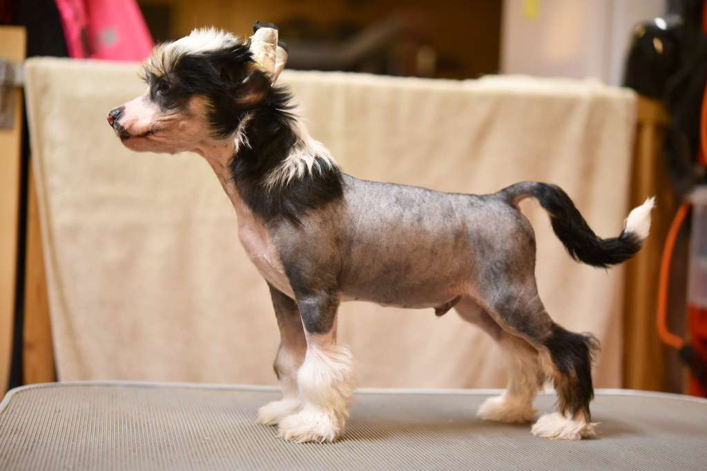 Jean Dark Mr. Tambourine Man