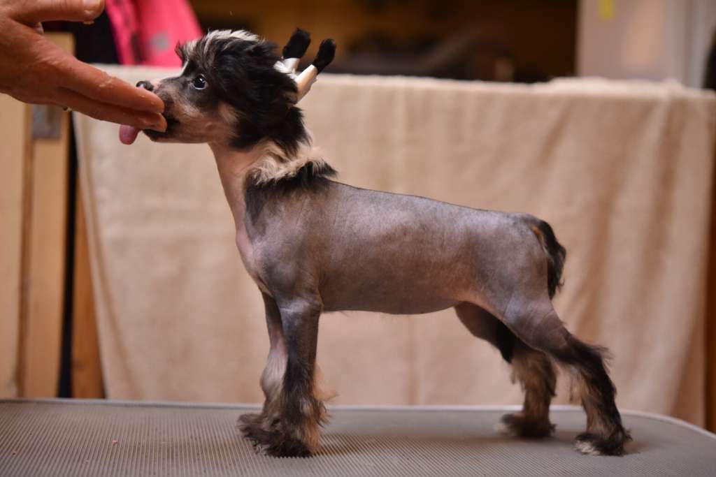 Jean Dark Maggie May