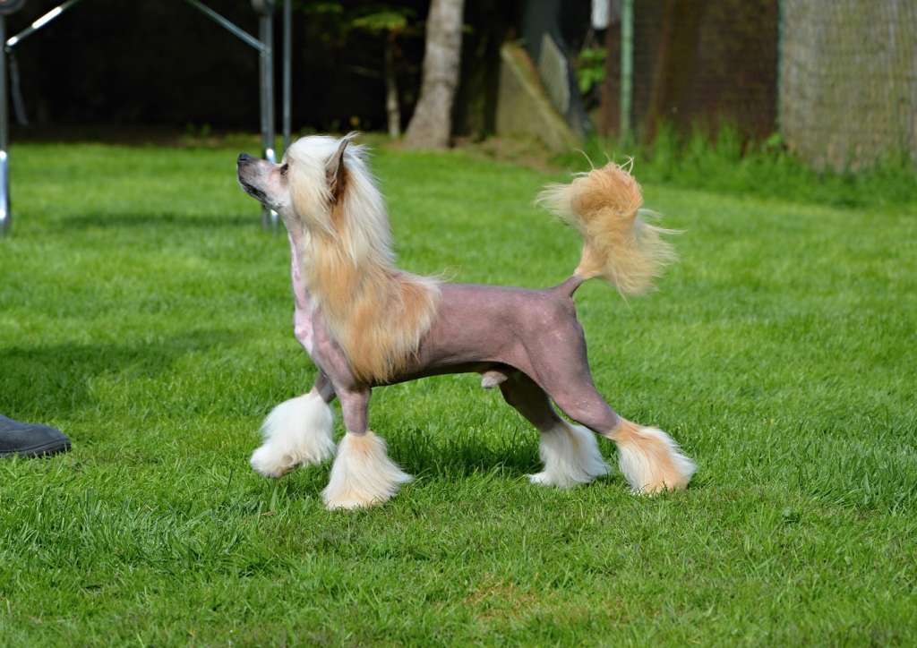 Dostojevskij Poarott