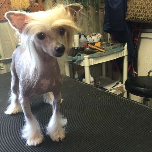 Cadillac's Lilly-Pad Gim