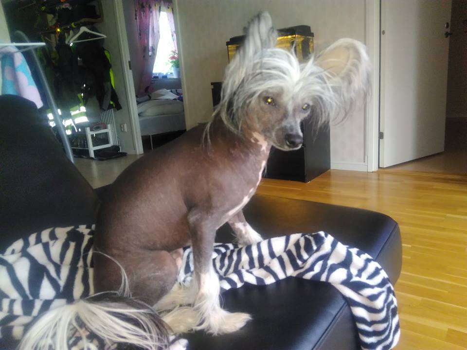 Kalimera's Spicy Pastitsio